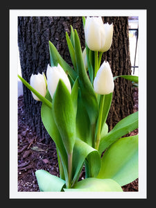 0230 White Tulips