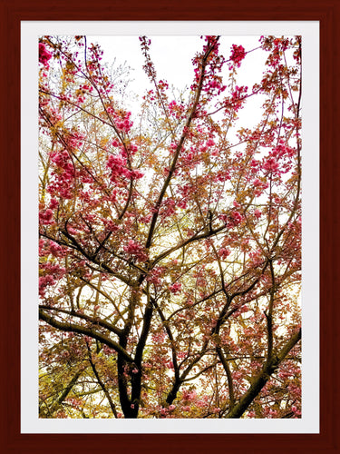 0259 Flowery Branches