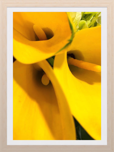 0267 Yellow Callas