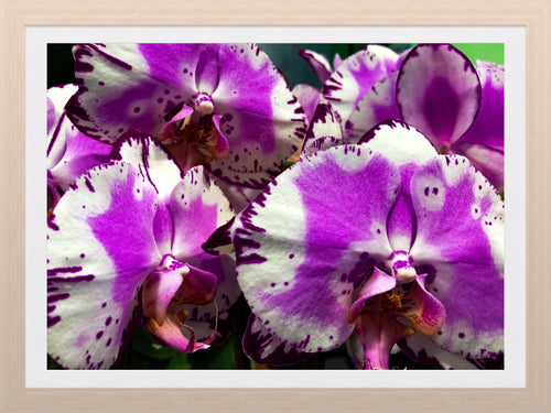 0229 Purple Phalaenopsis