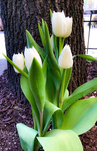 0230 White Tulips