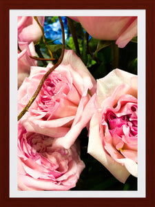0234 Lovely Pink Roses