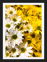 Load image into Gallery viewer, 0281 Daisies Galore
